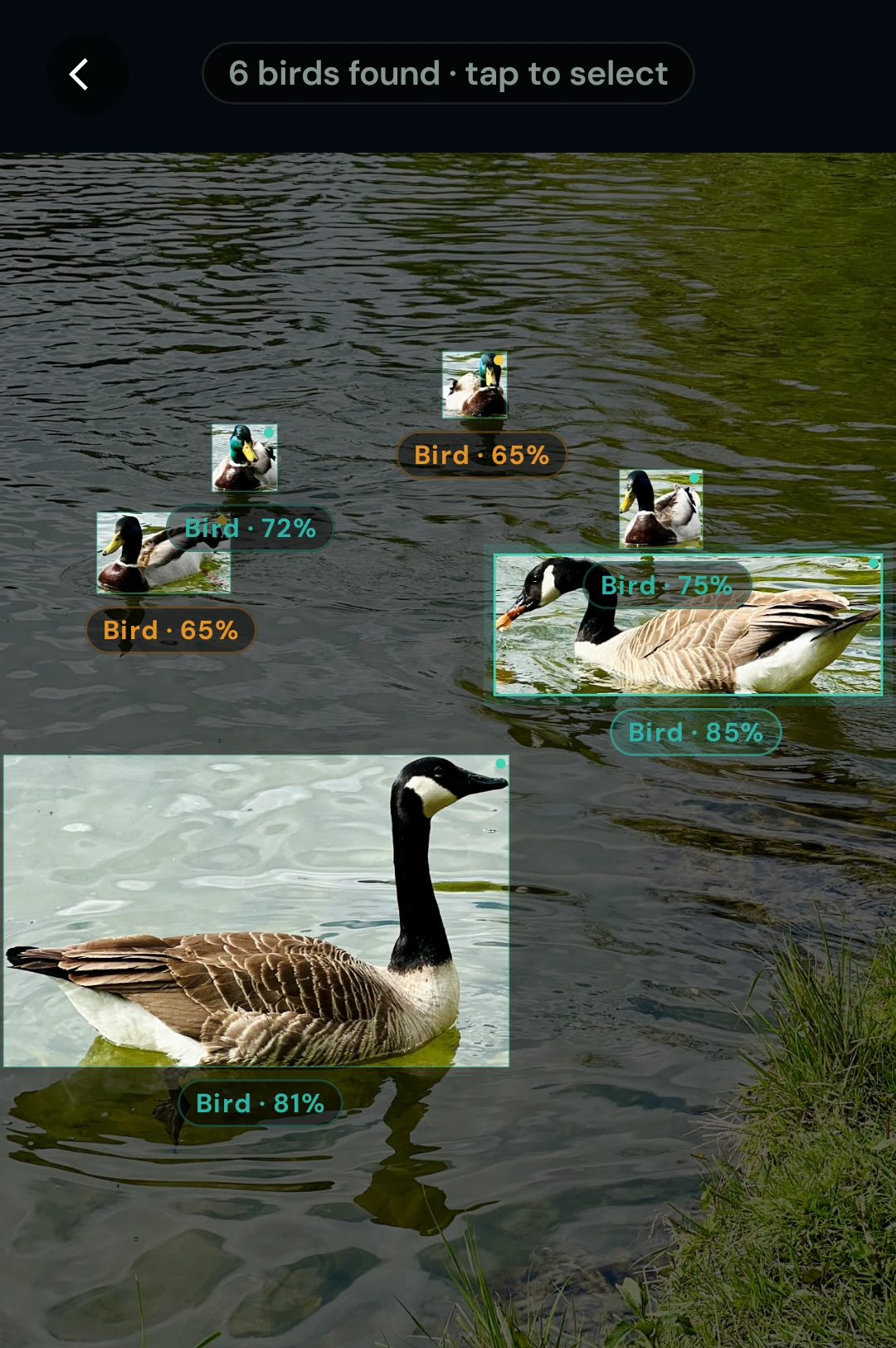 Multiple birds