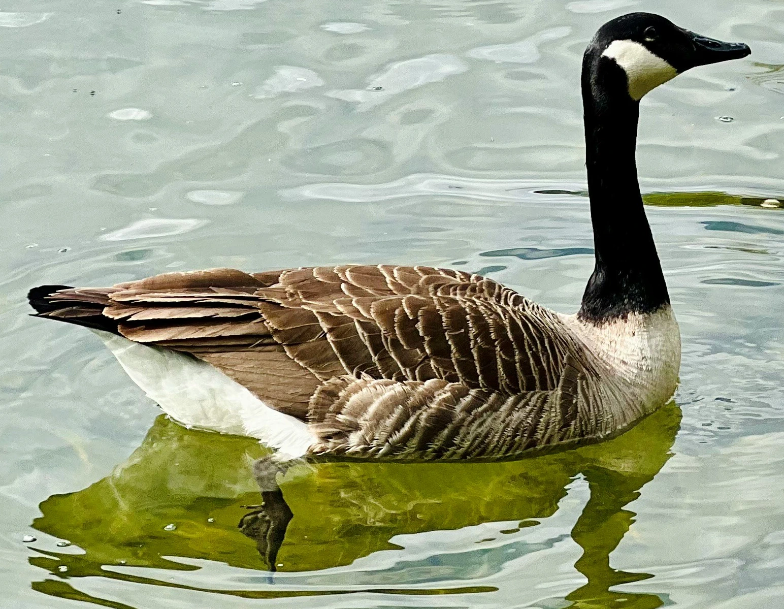 Brant Goose